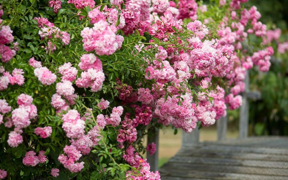 a picture of rambling roses